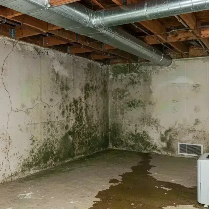 Professional Mold Removal in Roane County, WV